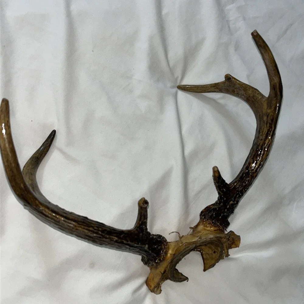 Genuine Deer Antlers Small 7 point Man Cave Decor Antler Polished‎ Hunters Skull